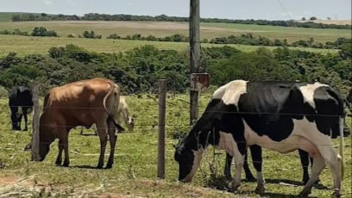 IMÓVEL RURAL DENOMINADO ARRAIAL, LOCALIZADO NO MUNICÍPIO DE CARNAUBAIS/RN. COM 102.3 HECTARES.( FALE COM O LEILOEIRO 035-99710-0861 )