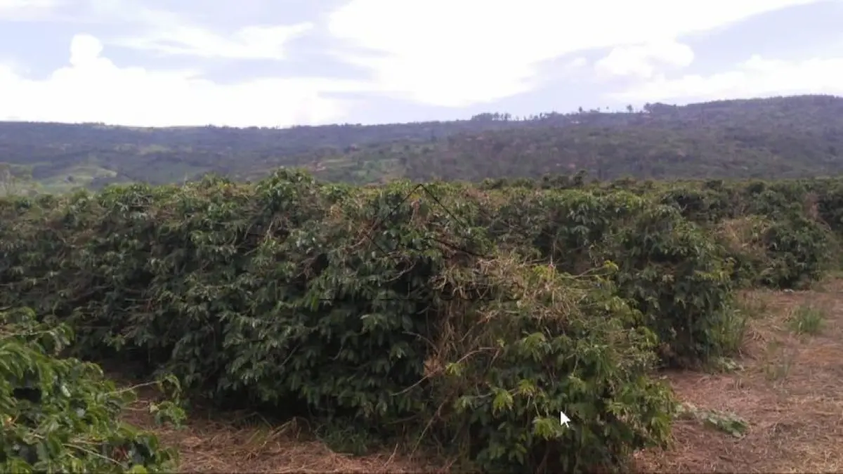 Gleba de terras - Fazenda Ouro Verde, Jaboticabal , Gleba 06, Com área total de 85h, 17a, 47c (oitenta e cinco hectares, dezessete ares e quarenta e sete centiares)