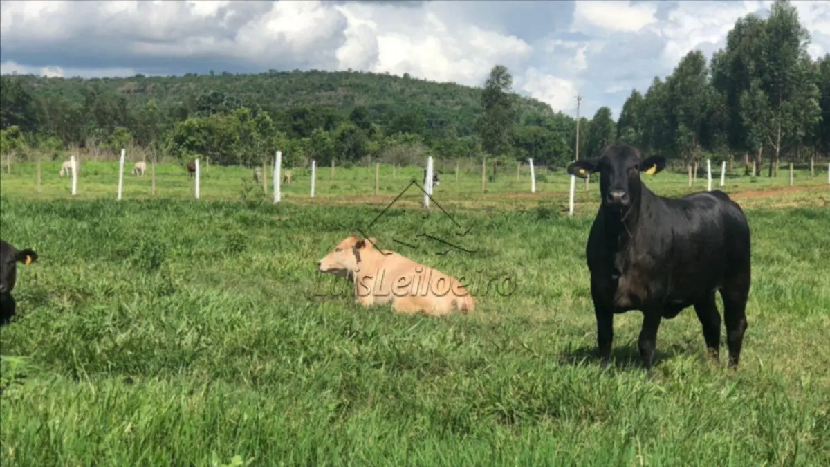 Lote de Terras - Av. B, Bairro do Tarumã, Lote 18 com área total de ( 1,0055 ha )Manaus