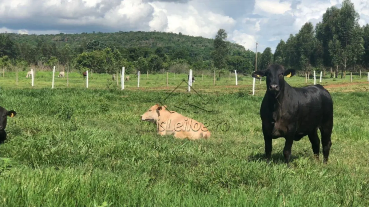 IMÓVEL RUAL DENOMINADO TABATINGA, LOCALIZADO NO MUNICÍPIO DE CARNAUBAIS/RN. COM 74,26 M DE FRENTE E 7.720,00 M DE FUNDO ( FALE COM O LEILOEIRO 035-99710-0861 )