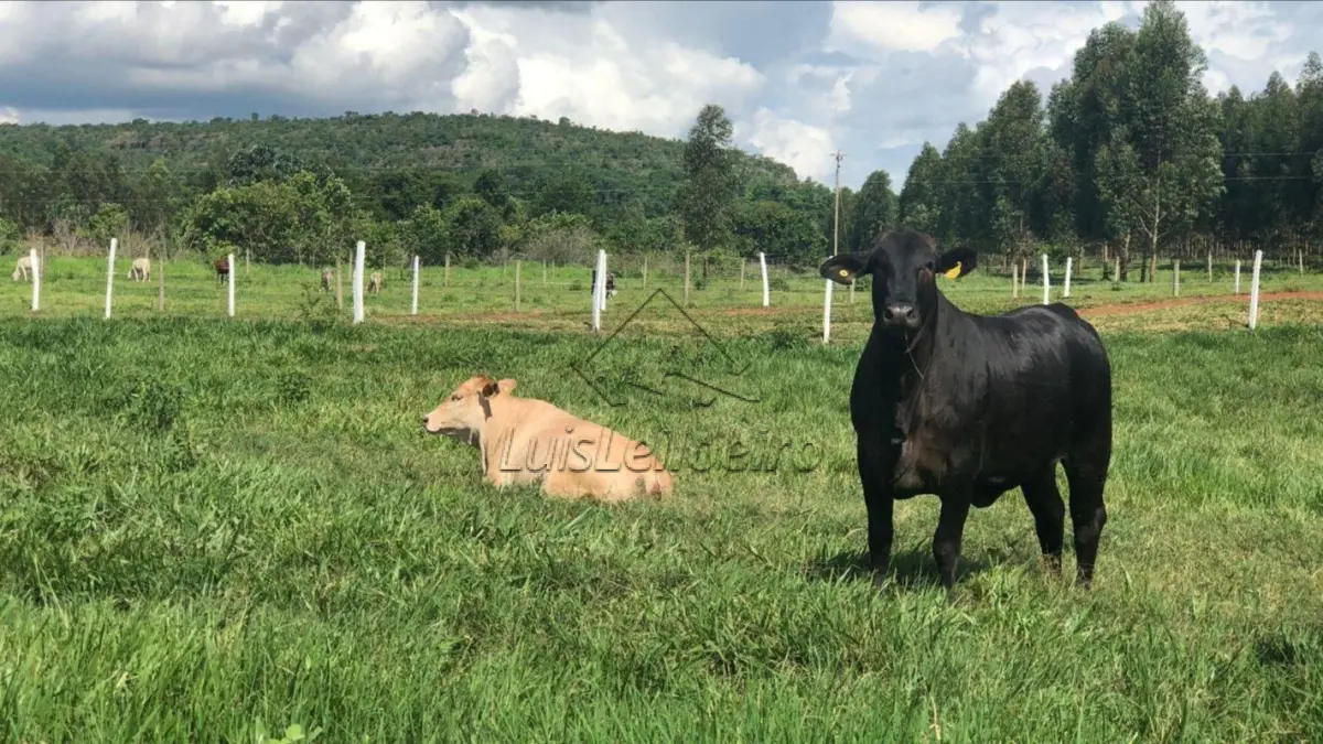 LOTE DE TERRAS RURAIS DENOMINADO SITIO ALVORADA DO OESTE, SITUADA NO MUNICIPIO DE PRESINDENTE BERNARDES/SP. COM ÁREA TOTAL DE 16,1602 HECTARES.
