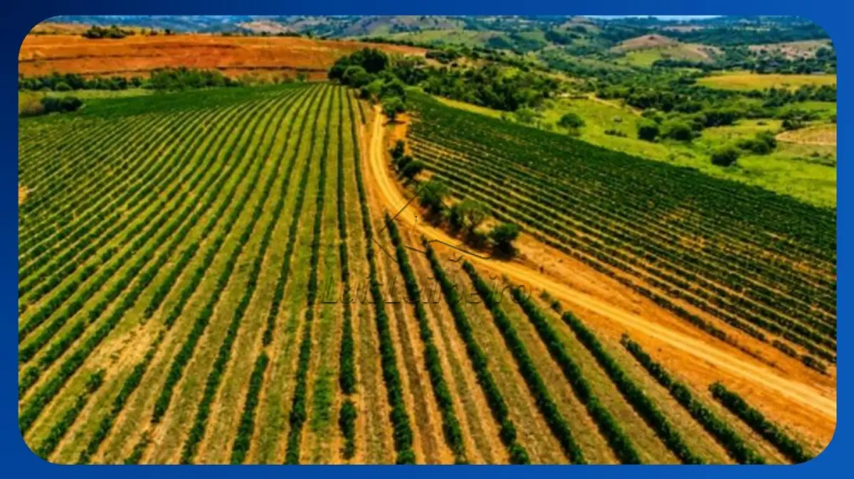 LOTE 040
