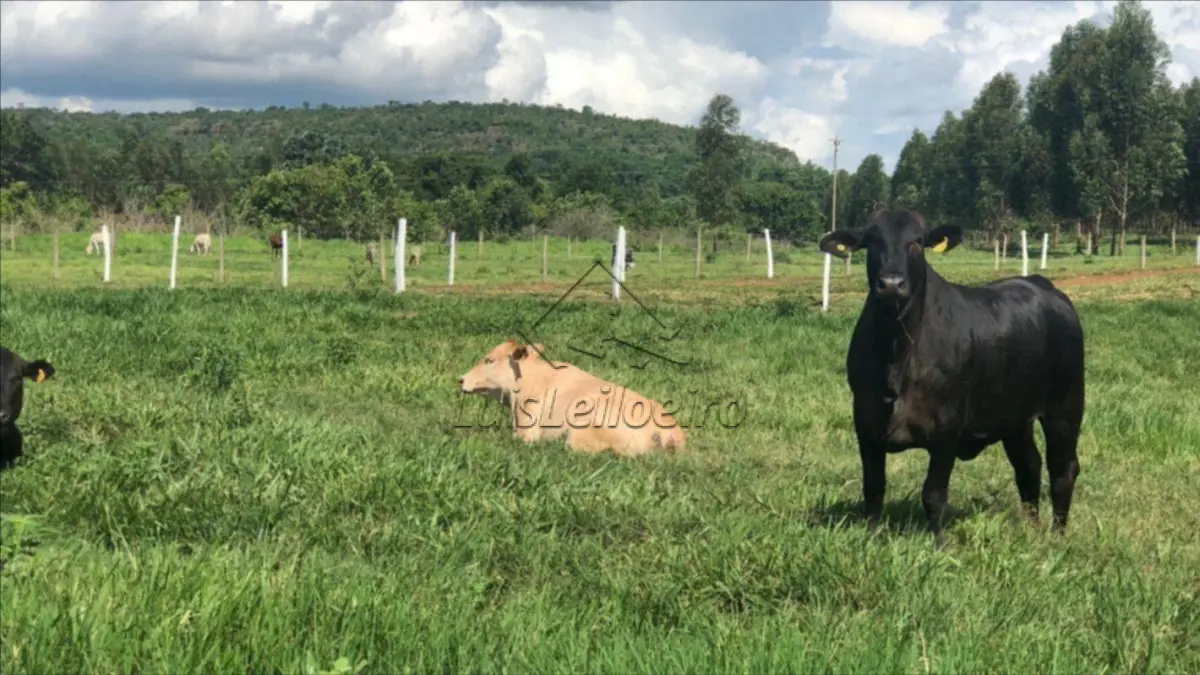 LOTE 025 - Gleba de terras - CHAPADA DA VEREDA GRANDE , Zona Rural, SN, Uruçui, PI