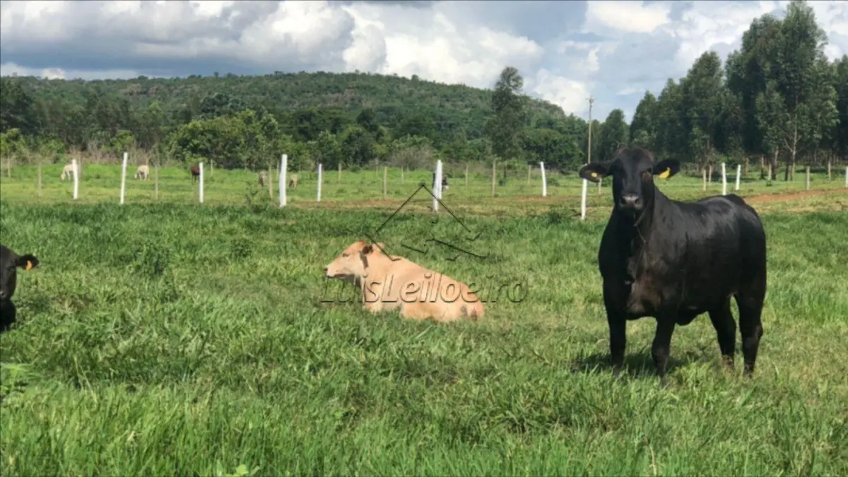 LOTE 019 - Gleba de Terras - LOCALIZADO SITIO BARRO BRANCO, NO MUNICIPIO DE CANAPI/AL COM ÁREA DE 1.360 TAREFAS DE TERRAS COM BENFEITORIAS