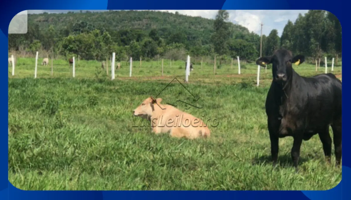 LOTE 009 - Uma sorte de terras - na Fazenda Manabuiu , Lagoa Grande