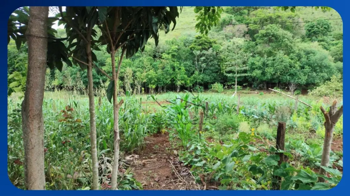 LOTE 040 - SÍTIO - Lote Rural nº 178, Gleba 33-AM, Núcleo Ampére, Colônia Missões, Santa Izabel do Oeste/PR, Área de 29.000m²