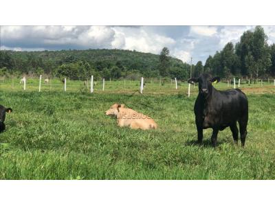 LOTE 00912 - Fazenda Lagoa do Peixe, Paratinga/BA, com área de 428,5 hectares, segundo RGI, tendo na realidade cerca de 100 hectares, segundo informações do executado.