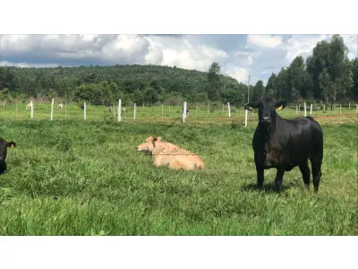 LOTE 00432 - UMA PROPRIEDADE RURAL DENOMINADA "FAZENDA BELO HORIZONTE", EMAS/PB, COM UMA ÁREA DE 2.500,00 HECTARES E BENFEITORIAS. 035-99710-0861