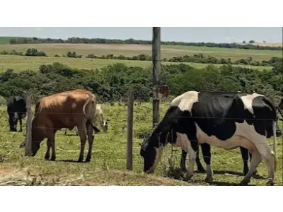 LOTE 00696 - IMÓVEL RURAL DENOMINADO ARRAIAL, LOCALIZADO NO MUNICÍPIO DE CARNAUBAIS/RN. COM 102.3 HECTARES.( FALE COM O LEILOEIRO 035-99710-0861 )