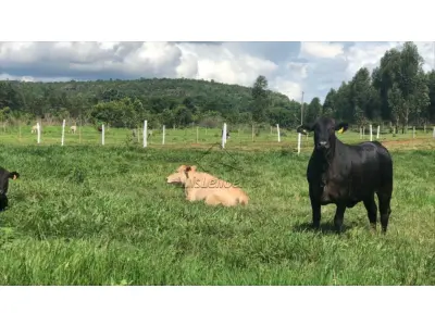 LOTE 00631 - .IMÓVEL RURAL DENOMINADO ENGENHO CANA BRAVA, LOCALIZADO NO MUNICÍPIO DE ALIANÇA/PE, COM 300 HECTARES.
