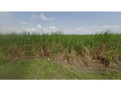 LOTE 00516 - Imóvel Rural, 58ha, Cruz do Espírito Santo/PB