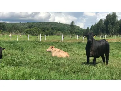 LOTE 00815 - Área de Terras - área remanescente localizada no sítio Santo Antônio