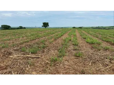 LOTE 00813 - UMA PARTE DE TERRAS - Boa Esperança, Centro - Frutal/MG,  Com a área de 1,45,00ha. ( FALE COM O LEILOEIRO 035-99710-0861 )