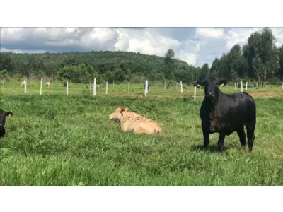 LOTE 0034 - ENGENHO RICO - CABO DE SANTO AGOSTINHO/PE. COM ÁREA DE 347,5 HA