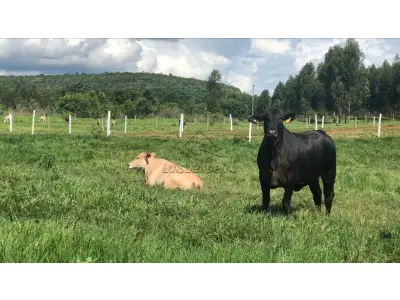 LOTE 000 - Uma gleba de terras com suas benfeitorias, localizada no lugar denominado Água Vermelha, Sertãozinho/SP, com área de 4,45,13