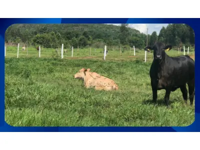 LOTE 0287 - UMA GLEBA DE TERRAS, SITUADA NO SÍTIO ALAGOINHA, ZONA RURAL, ARARIPINA/PE, COM ÁREA DE 5,00HA (CINCO HECTARES). Fale com o leiloeiro (035-99710-0861)