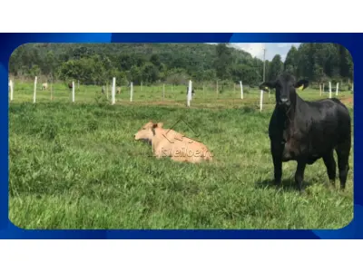 LOTE 0243 - Lote - Lote n.º 16 da quadra B-3, Loteamento Ponto Alto