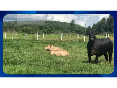 LOTE 00631 - .IMÓVEL RURAL DENOMINADO ENGENHO CANA BRAVA, LOCALIZADO NO MUNICÍPIO DE ALIANÇA/PE, COM 300 HECTARES.