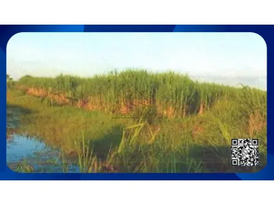 LOTE 001 - IMÓVEIS RURAIS DA AGACÊ SUCROQUIMICA LIMITADA, NO DISTRITO DE TOCOS, 17º DISTRITO DE CAMPOS DOS GOYTACAZES/RJ. COM ÁREA DE 2.897,846 HECTARES