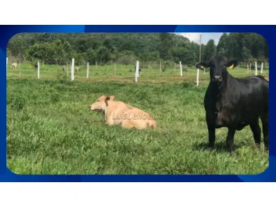 LOTE 041 - UMA GLEBA DE TERRAS, SITUADA NO SÍTIO ALAGOINHA, ZONA RURAL, ARARIPINA/PE, COM ÁREA DE 5,00HA (CINCO HECTARES).