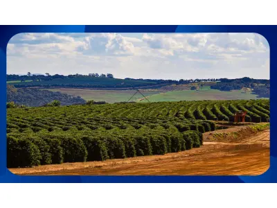 LOTE 122 - FAZENDA Santa Amália, com casa de aproximadamente 150m² e cerca de 25.000 pés de café plantados em ladeira, Machado/MG, Área de 20,77 hectares (207.700m²)