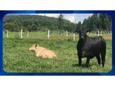 LOTE 058 - LOTE DE TERRAS RURAIS DENOMINADO SITIO ALVORADA DO OESTE, SITUADA NO MUNICIPIO DE PRESINDENTE BERNARDES/SP. COM ÁREA TOTAL DE 16,1602 HECTARES. (035-99710-0861)