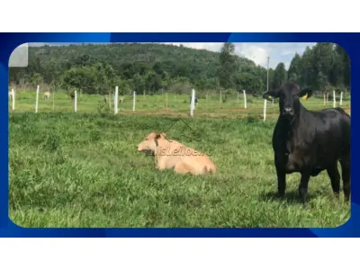 LOTE 009 - Uma sorte de terras - na Fazenda Manabuiu , Lagoa Grande