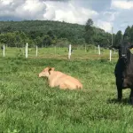 UMA PROPRIEDADE RURAL DENOMINADA "FAZENDA BELO HORIZONTE", EMAS/PB, COM UMA ÁREA DE 2.500,00 HECTARES E BENFEITORIAS. 035-99710-0861