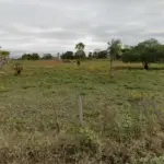 LOTE 00625 - FAZENDA ABISMO, MARAIAL/PE. COM ÁREA TOTAL DE 101 HECTARES