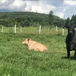 UMA GLEBA DE TERRAS, R. JOAQUIM JOSE MODESTO, SITUADA NO SÍTIO ALAGOINHA, ZONA RURAL, ARARIPINA/PE