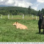 GLEBA DE TERRAS - NA FAZENDA REX , COM ÁREA TOTAL DE 20.856,07 M²
