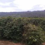 GLEBA DE TERRAS - FAZENDA OURO VERDE, JABOTICABAL , GLEBA 06, COM ÁREA TOTAL DE 85H, 17A, 47C (OITENTA E CINCO HECTARES, DEZESSETE ARES E QUARENTA E SETE CENTIARES)