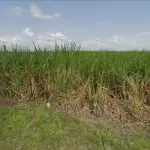 LOTE 00516 - Imóvel Rural, 58ha, Cruz do Espírito Santo/PB
