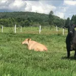 GLEBA DE TERRAS, ESCAVADA NA DATA SANTA ROSA/CALDEIRÃO,PI/CRISTINO CASTRO, COM ÁREA DE 257.00.40HA