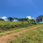 LOTE 015 - IMÓVEL RURAL DENOMINADO ENGENHO LAUREANO, LOCALIZADO NO MUNICÍPIO DE ALIANÇA/PE, COM 150 HECTARES.