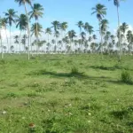 FAZENDA CAMAÇARI, NA ÁREA RURAL DE BA/BARRA, COM ÁREA TOTAL DE 2.310HA