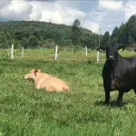 LOTE DE TERRAS RURAIS DENOMINADO SITIO ALVORADA DO OESTE, SITUADA NO MUNICIPIO DE PRESINDENTE BERNARDES/SP. COM ÁREA TOTAL DE 16,1602 HECTARES.