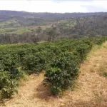 GLEBA DE TERRAS - FAZENDA OURO VERDE, JABOTICABAL , GLEBA 06, COM ÁREA TOTAL DE 85H, 17A, 47C (OITENTA E CINCO HECTARES, DEZESSETE ARES E QUARENTA E SETE CENTIARES)
