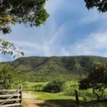 FAZENDA RENASCER - ANTIGO ENGENHO SANTO ANTÔNIO, COLÔNIA LEOPOLDINA/AL, COM ÁREA TOTAL DE 180,2 HECTARES