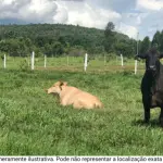 GLEBA - 04, DESMEMBRADA DA PROPRIEDADE BEZOURO, MUNICÍPIO DE CAMARAGIBE/PE