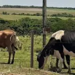 IMÓVEL RURAL DENOMINADO FAZENDA ANGICOS, LOCALIZADO NO MUNICÍPIO DE CARNAUBAIS/RN, COM ÁREA DE 481 HECTARES. ( FALE COM O LEILOEIRO 035-99710-0861 )