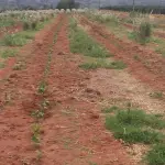 GLEBA DE TERRAS - FAZENDA OURO VERDE, JABOTICABAL , GLEBA 06, COM ÁREA TOTAL DE 85H, 17A, 47C (OITENTA E CINCO HECTARES, DEZESSETE ARES E QUARENTA E SETE CENTIARES)