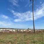 GLEBA D TERRAS - FAZENDA PORTEIRA, UNAI , COM ÁREA TOTAL DE (290,93,99HA)