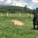 GLEBA DE TERRAS - FAZENDA MARIBONDO , ESTRADA MARIBONDO, RJ/ITALVA