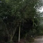 LOTE - ESTRADA MUNICIPAL PSB 435, ÁREA 07, DISTRISTO DE ARAXÃNS, PRESIDENTE BERNANDES/SP COM ÁREA DE 1.562,626M²